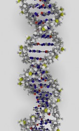 DNA model, CC AttributionShare Alike Some rights reserved by ynse